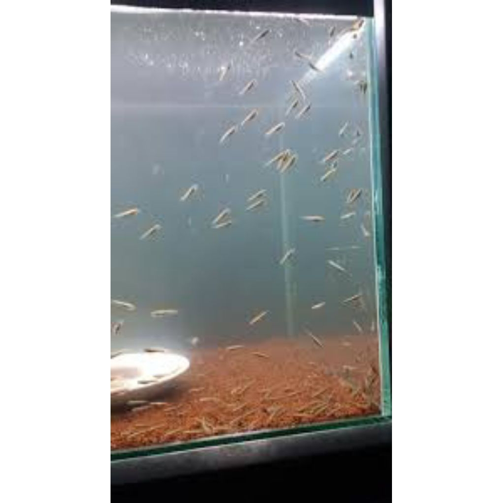 Channa Limbata Cb Ukuran 1-2 CM || Bahan Proggresan Premium