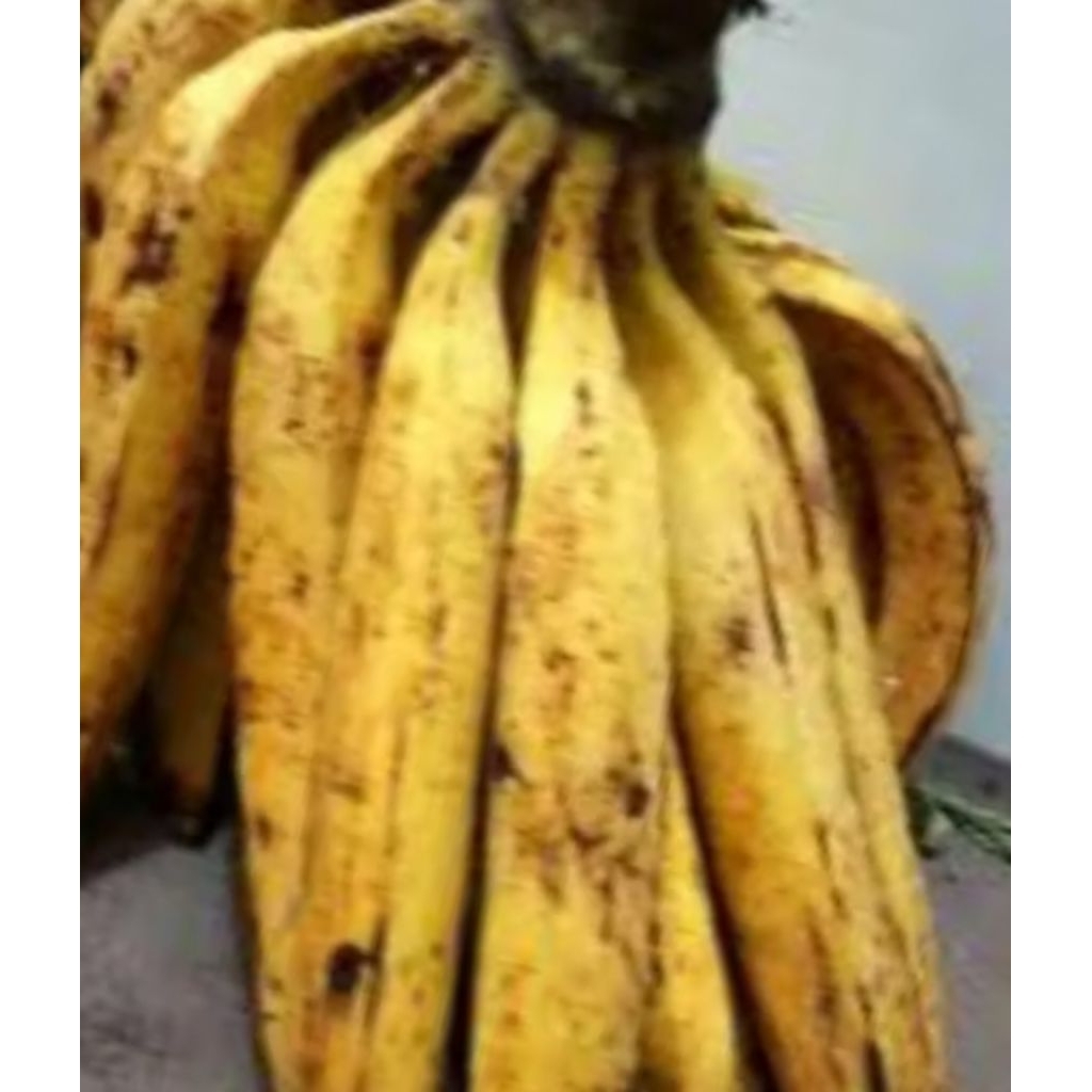 Pisang Tanduk 1kg  Pilihan terbaik /pisang galek segar/pisang galek ini berisi 1 kg harga lagi promo