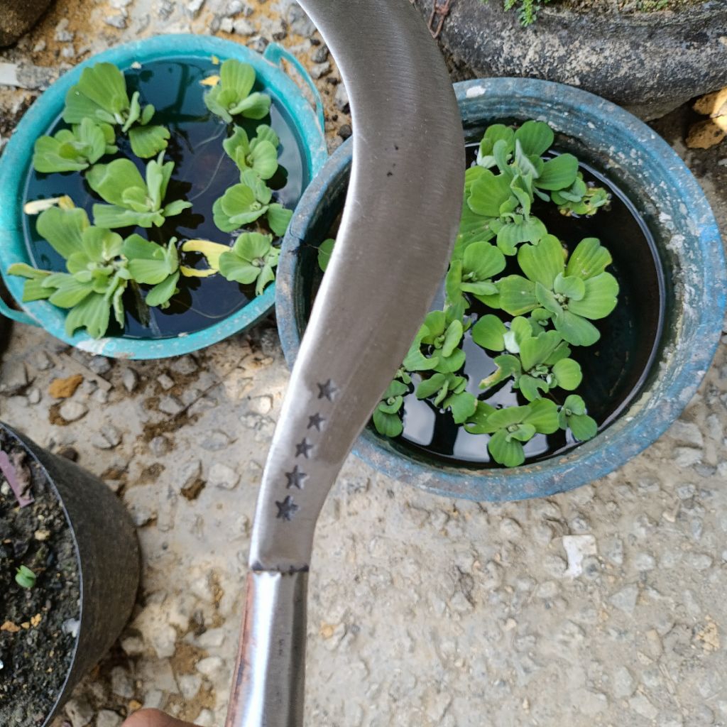 Arit rumput bintang lima kecil