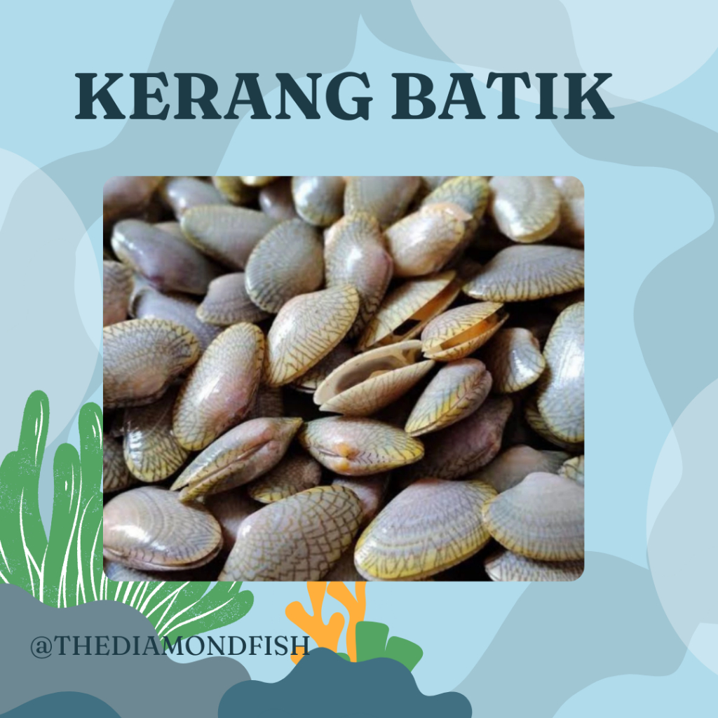 Kerang Batik 1Kg Kerang Batik Hidup Kerang Batik Segar Seafood Ikan Laut Segar