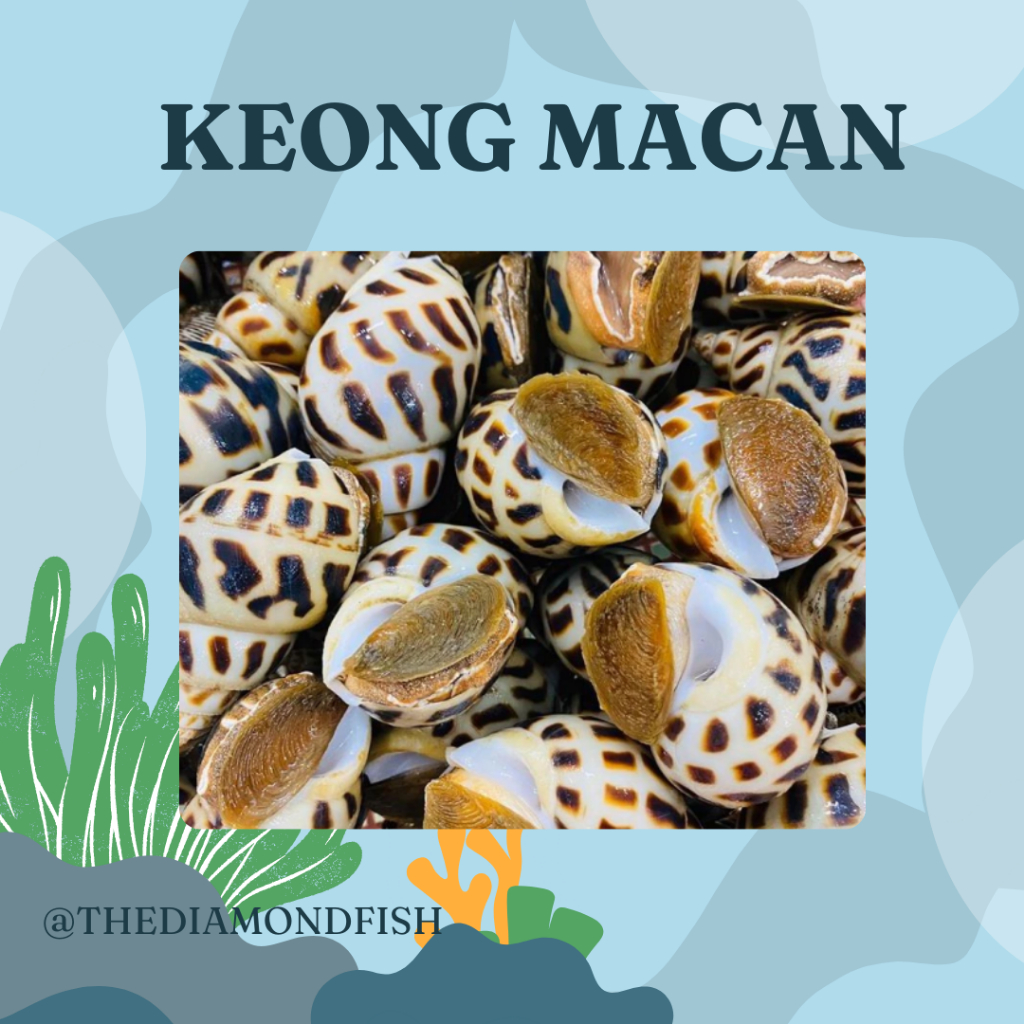 Keong Macan Hidup Live Keong Macan Segar 1Kg