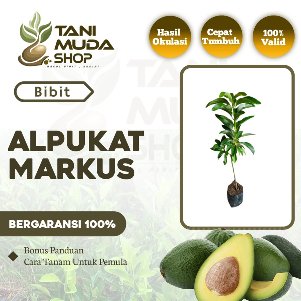 benih BIBIT ALPUKAT MARKUS - ALPUKAT MARKUS - ALPUKAT - BERGARANSI