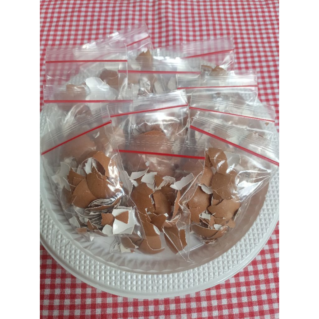 Kulit Cangkang Telur Bahan Kolase