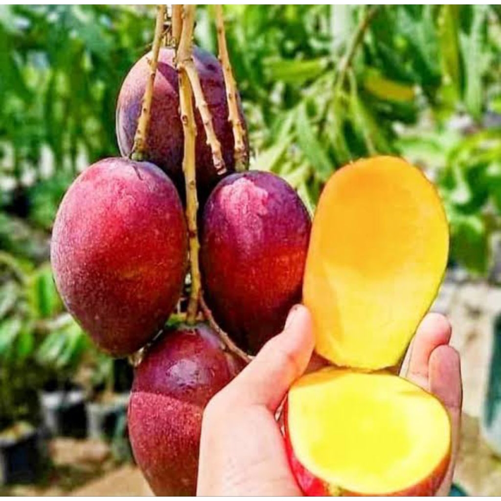 Mangga Miyazaki Berbuah|okulasi