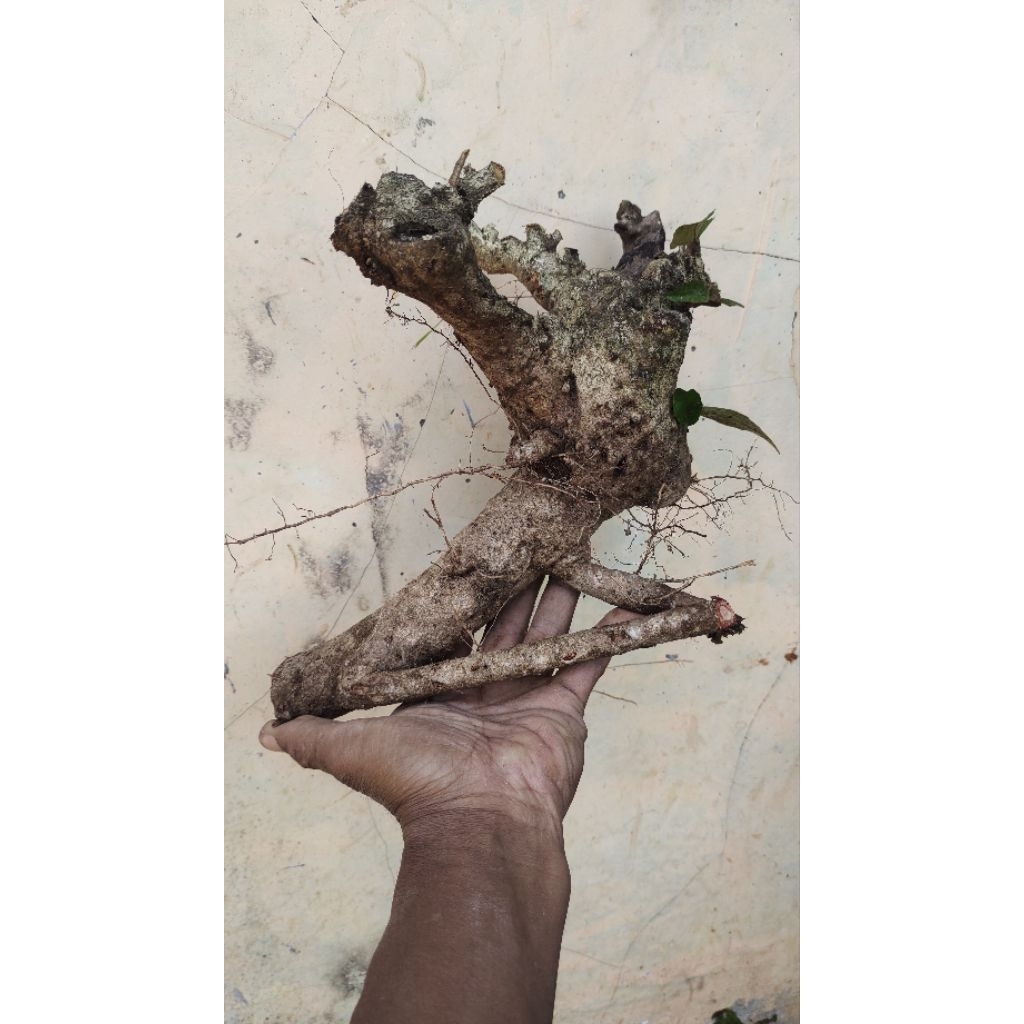 bahan bonsai walikukun realpic sesuai gambar