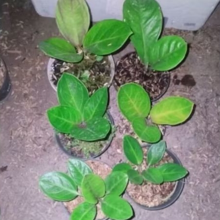 Antorium jemani mangkok