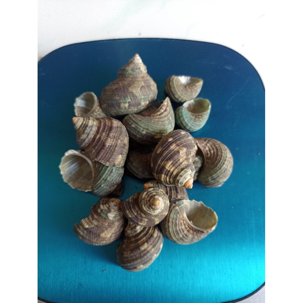 Cangkang Keong Laut Turbo Hijau Isi 10Pcs untuk Kerajinan Tangan Prakarya