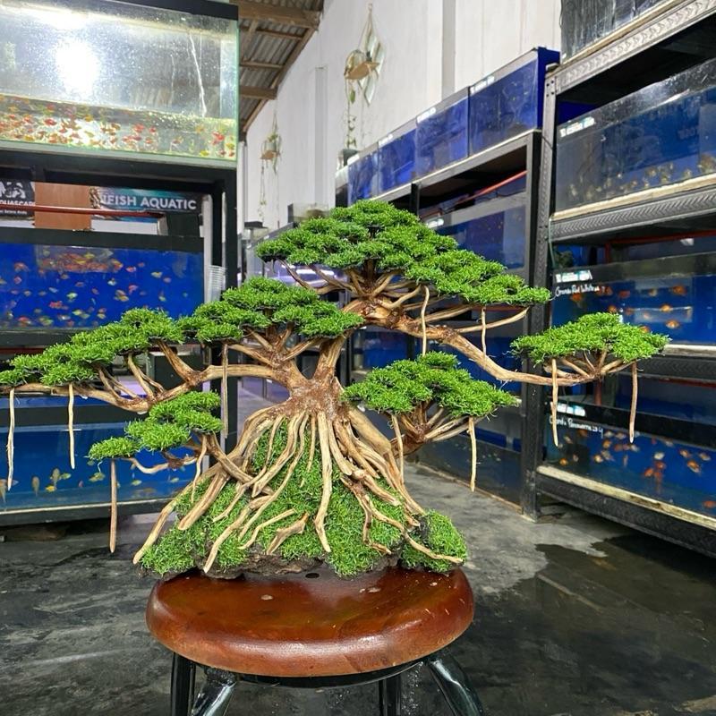 SIZE XL besar (55x30) | Bonsai Aquarium / Aquascape / Bonsai Artificial