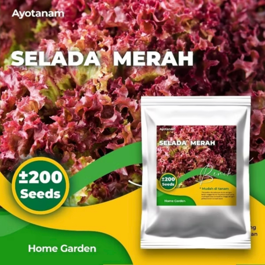 Benih Selada Merah