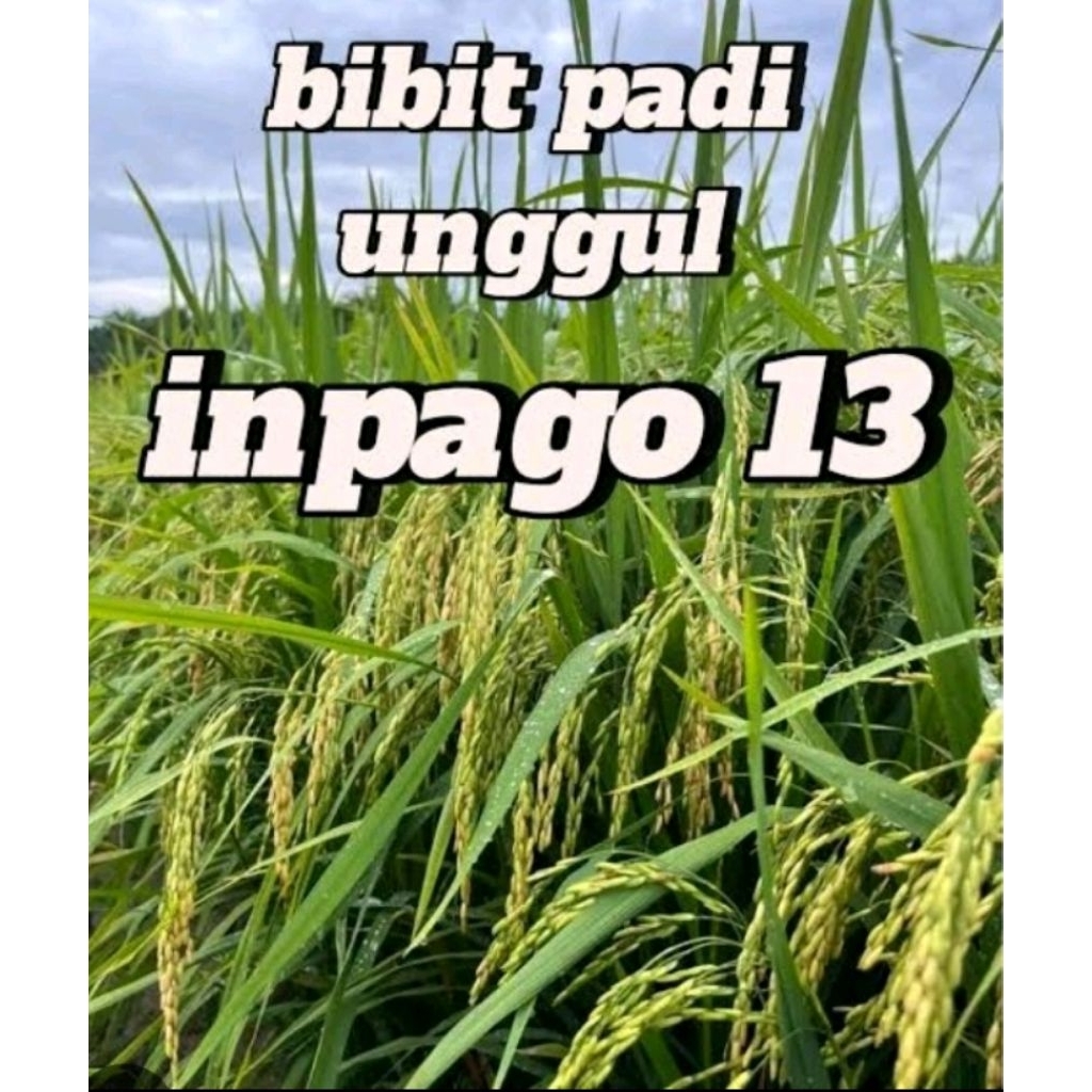Benih padi Inpago 13 kemasan. 1 Kg