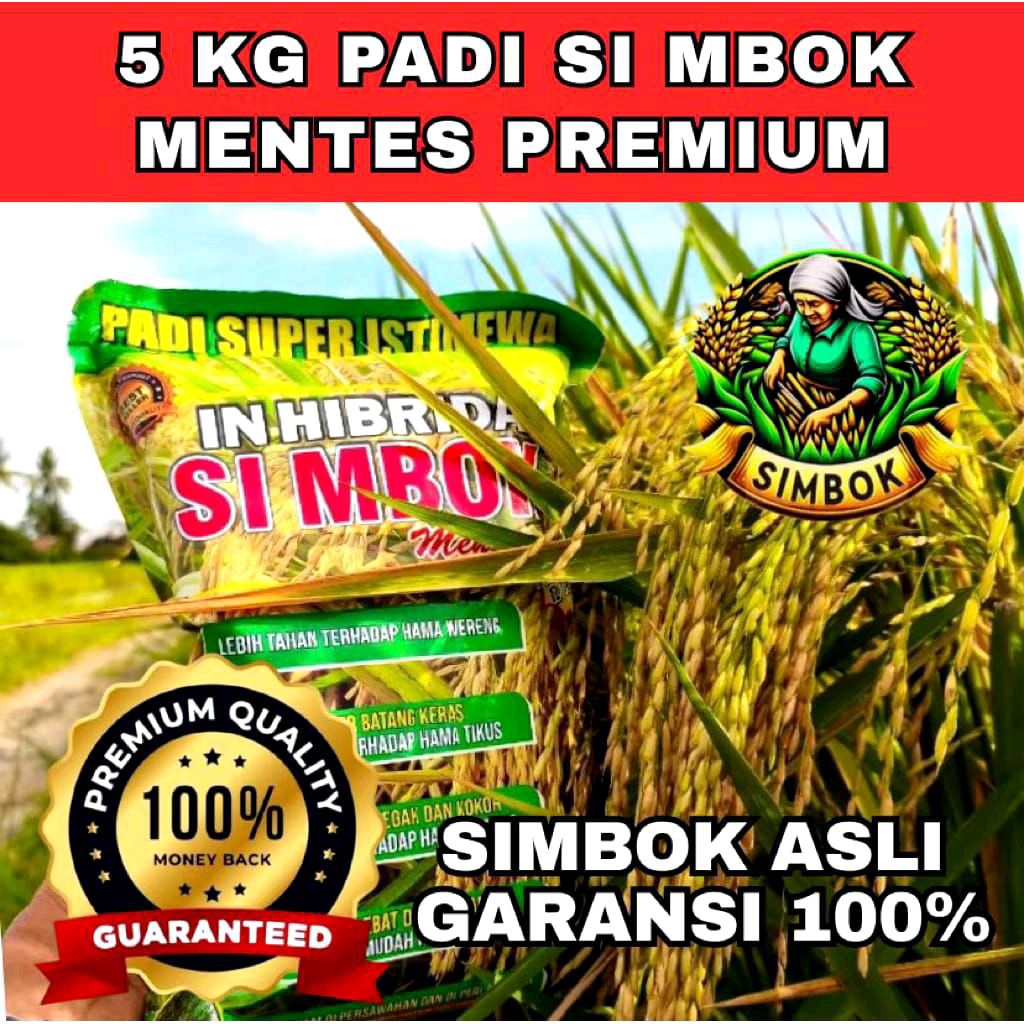 (5KG )BIBIT PADI SIMBOK INHIBRIDA MENTES) BERKUALITAS,
