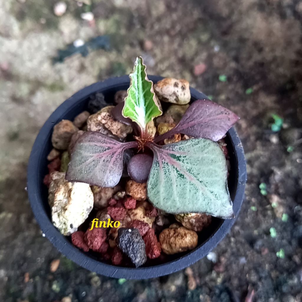 euphorbia francoisii hybrid maple (28)