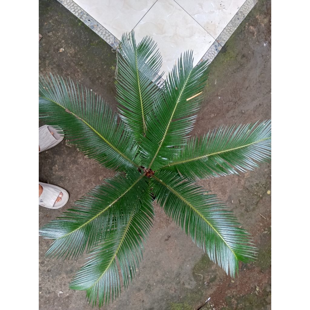 Tanaman sikas,pohon sikas, tanaman Hias sikas