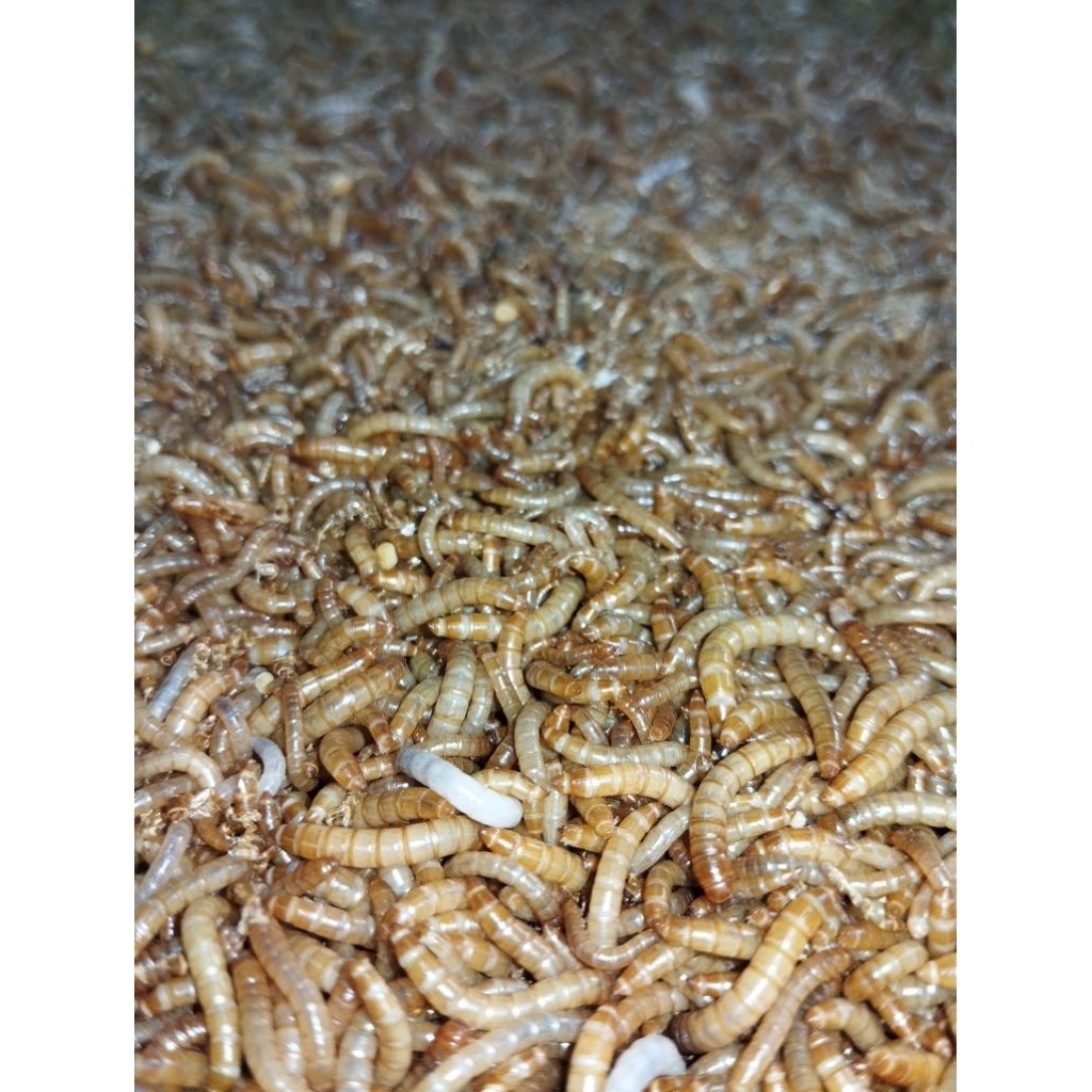 ulat hongkong hidup 1 kg