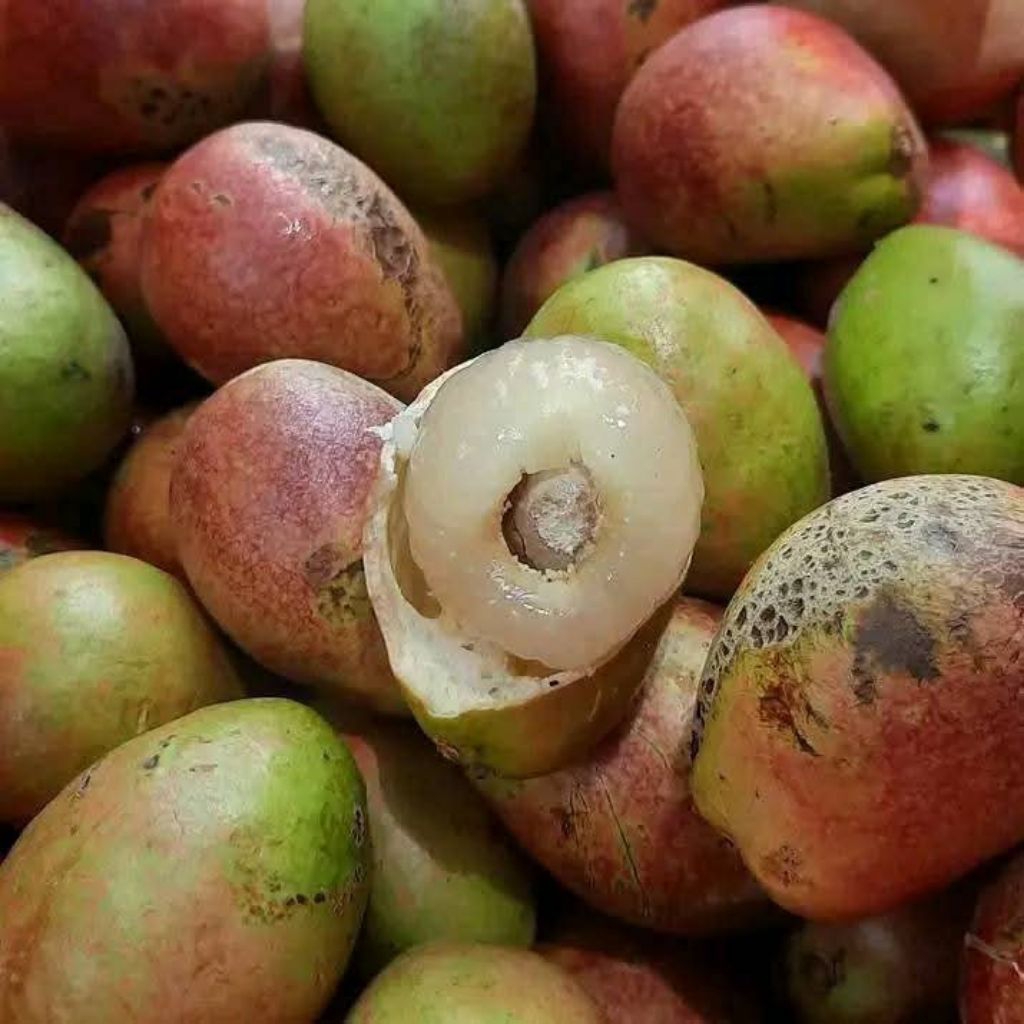 Bibit Tanaman Buah Matoa-Bibit Matoa Cangkok/Sambung