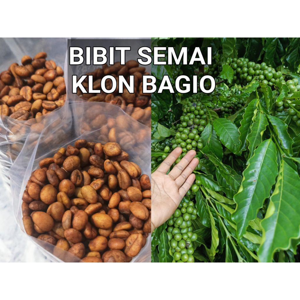 Bibit Semai Kopi Robusta Klon bagio 500g