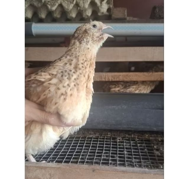 TELUR PUYUH FERTIL 99% GPS COKLAT AUTUMN ISI 30 Butir Untuk Ditetaskan