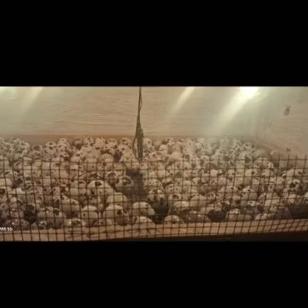 TELUR PUYUH FERTIL 99% GPS AUTUMN HITAM 30 BUTIR UNTUK DITETASKAN