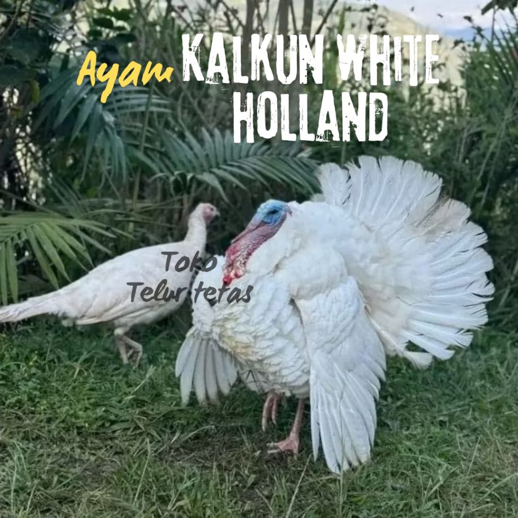TELUR AYAM KALKUN WHITE HOLLAND untuk ditetaskan