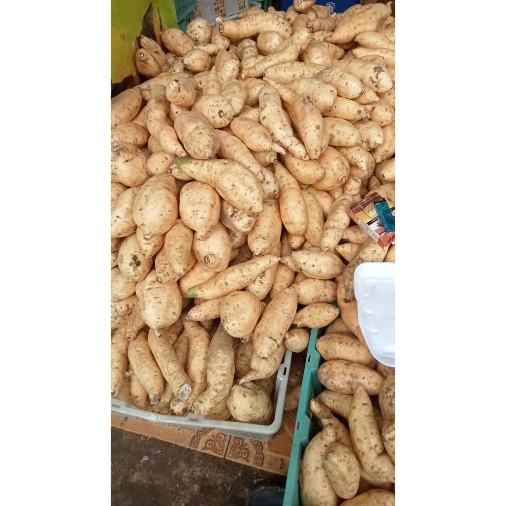 Ubi Cilembu Madu Asli 1kg ubi jalar asli ubi madu ubi Cilembu