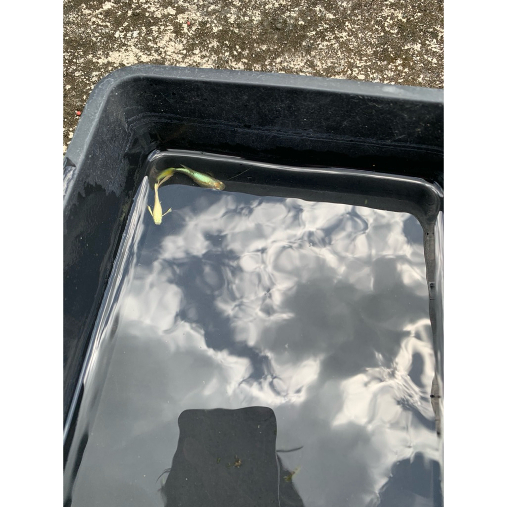 IKAN GUPPY FULL GOLD(indukan) satu pasang ikan guppy full gold