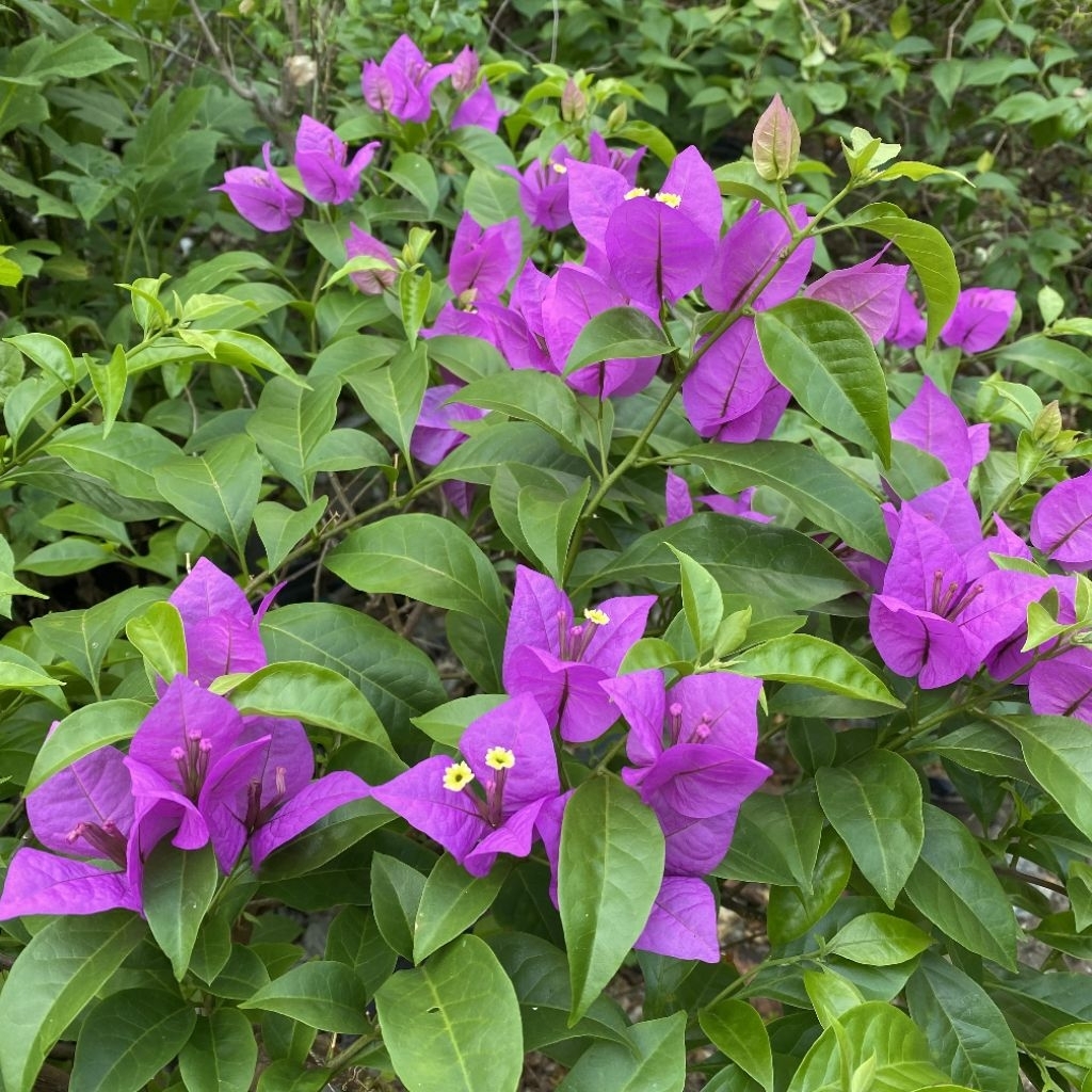 (5 btg) Batang Stek Bunga Bougenville Ungu, Stek Tanaman Bougenville