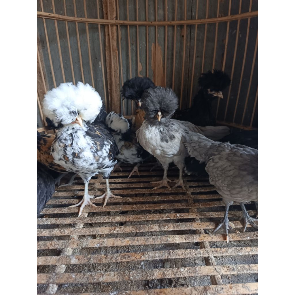 AYAM HIAS POLAND. mohon chat sebelum order