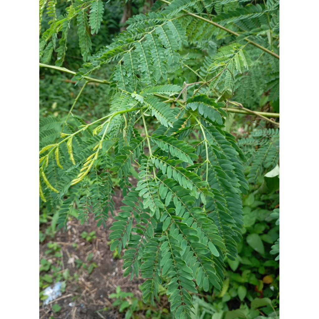 daun lamtoro petai cina 250gram fresh petik