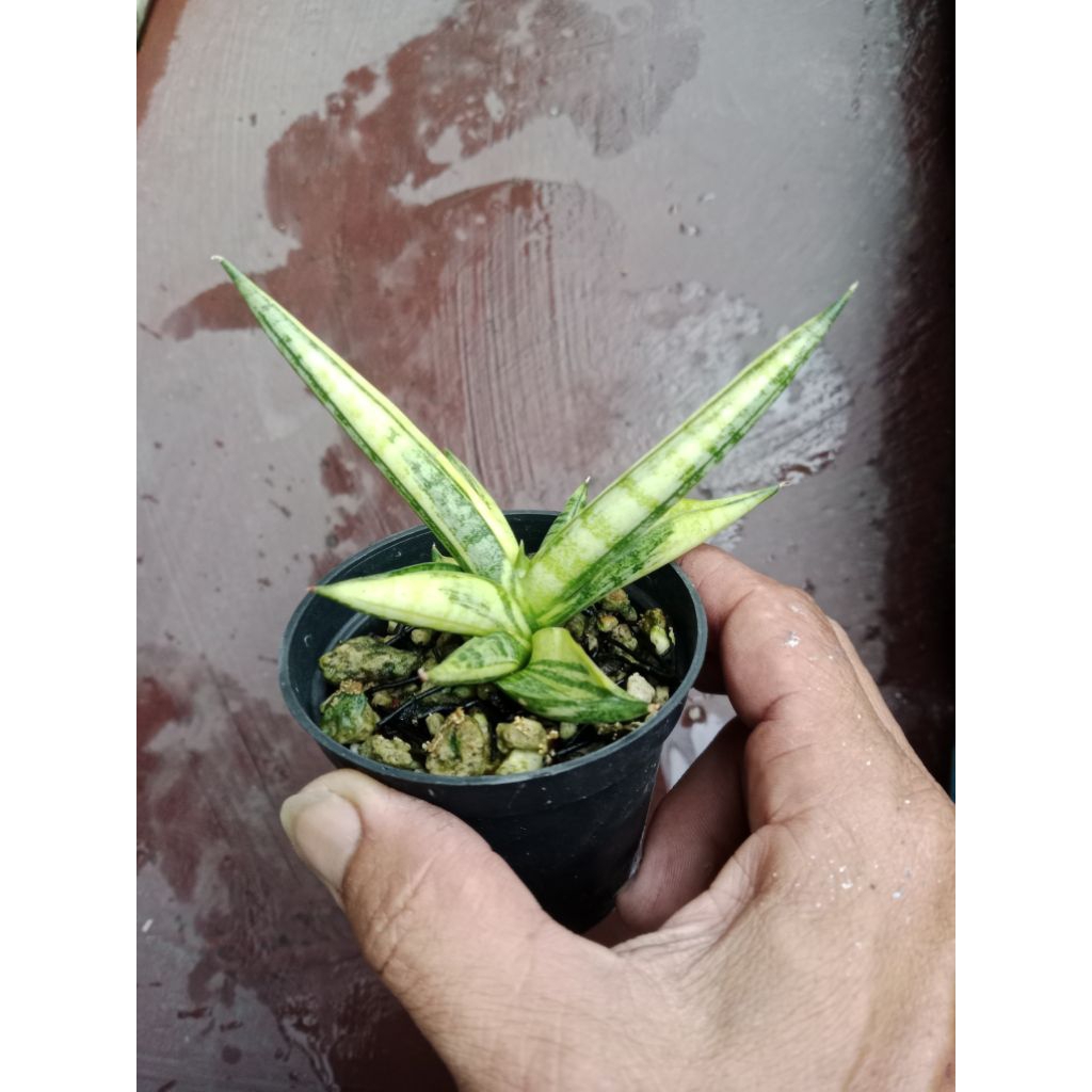 sansevieria boncel variegata perfom / tanaman lidah mertu boncel var