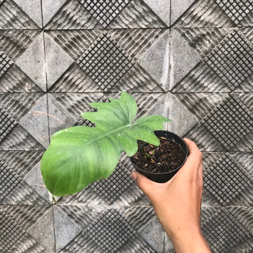 Philoendron Hybrid Flomay ( Flobe x Mayoi ) Trah var