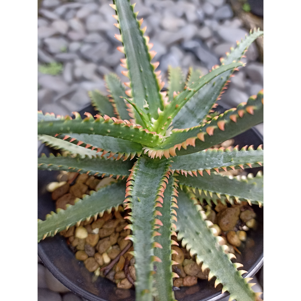 Aloe TCT "Red Shark"