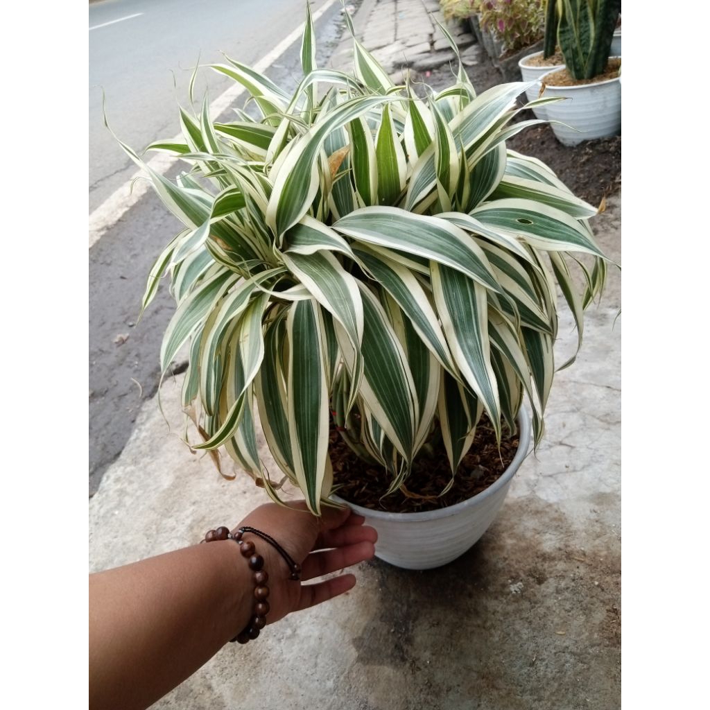 Tanaman Bambu Hoki Sri Rejeki Varigata