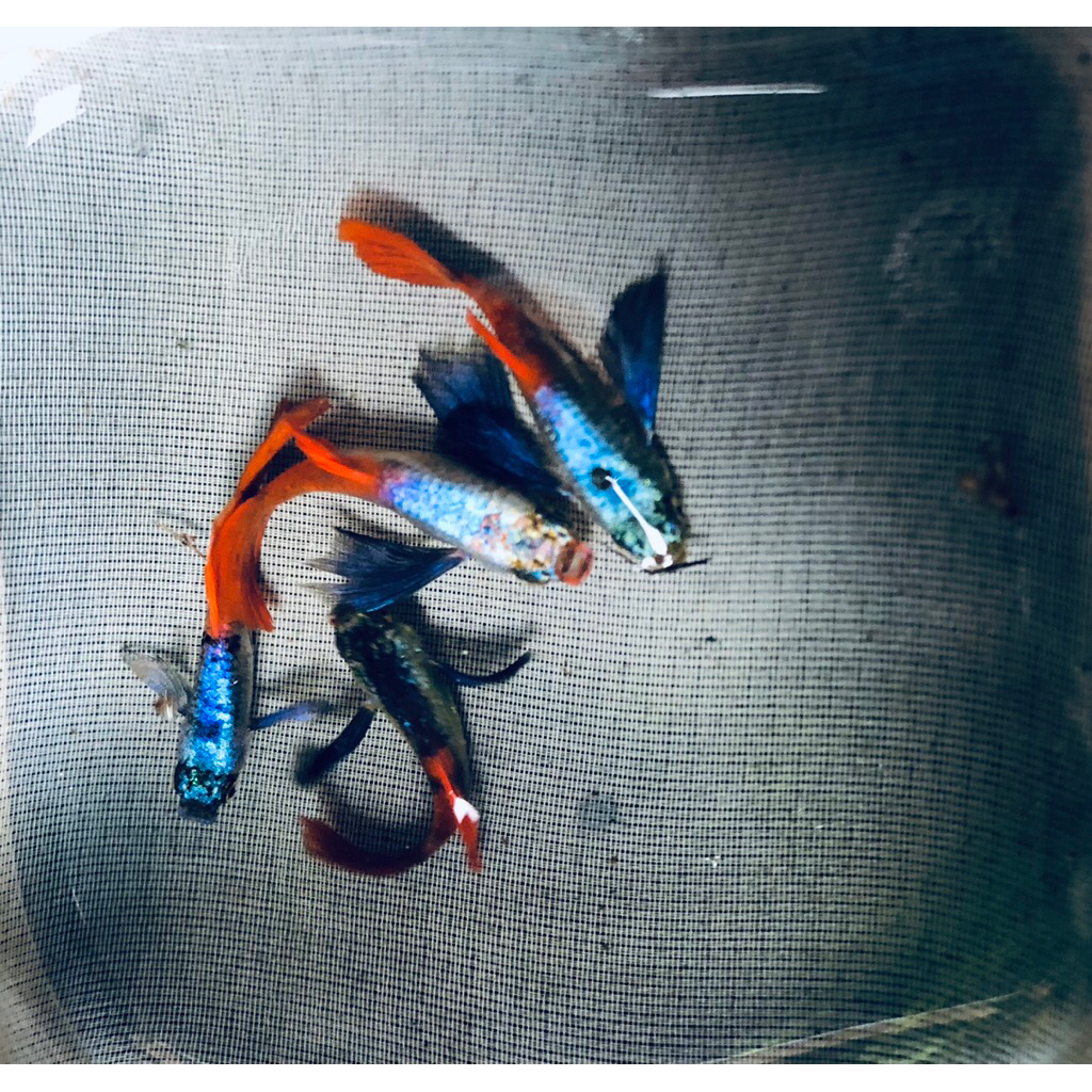 Ikan Hias Aquascape Aquarium Guppy PRTDE Jantan Remaja sudah siap kawin