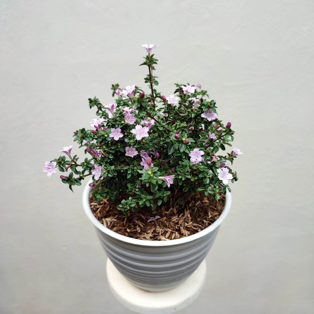 TANAMAN MIRTEN/SERIBU BINTANG VARIGATA-Tanaman Outdor Berbunga Putih-Perawatan Mudah