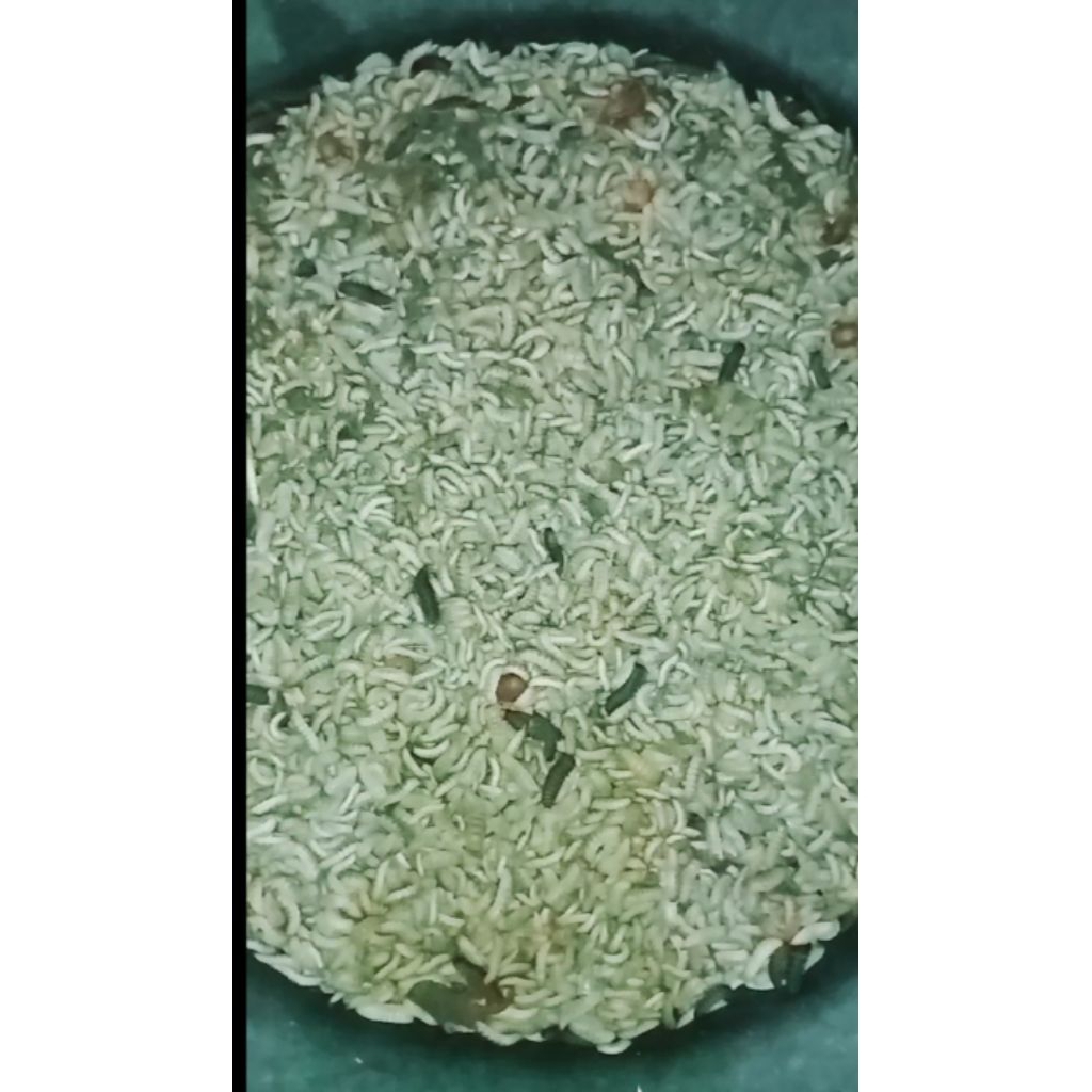 Maggot Larva Lalat BSF Fresh/hidup greade A