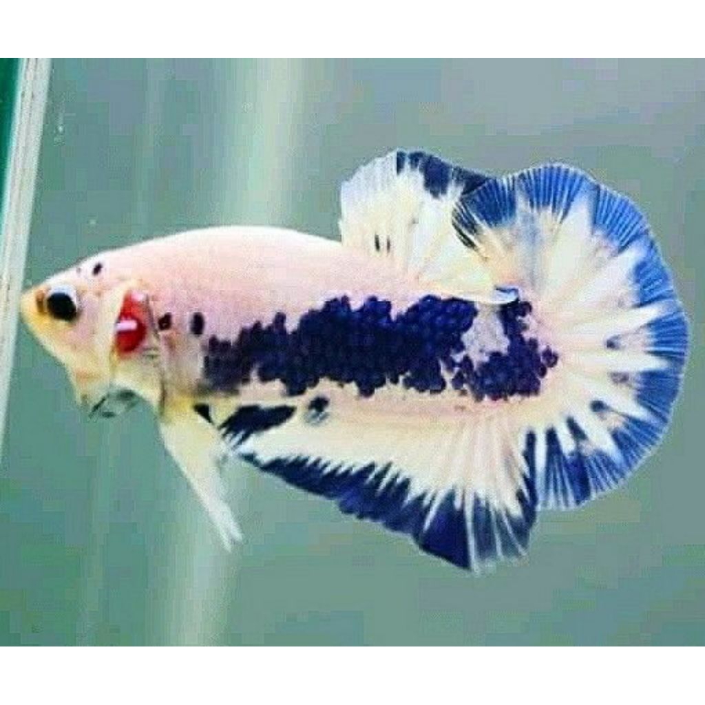 ikan cupang blue rim panda plakat
