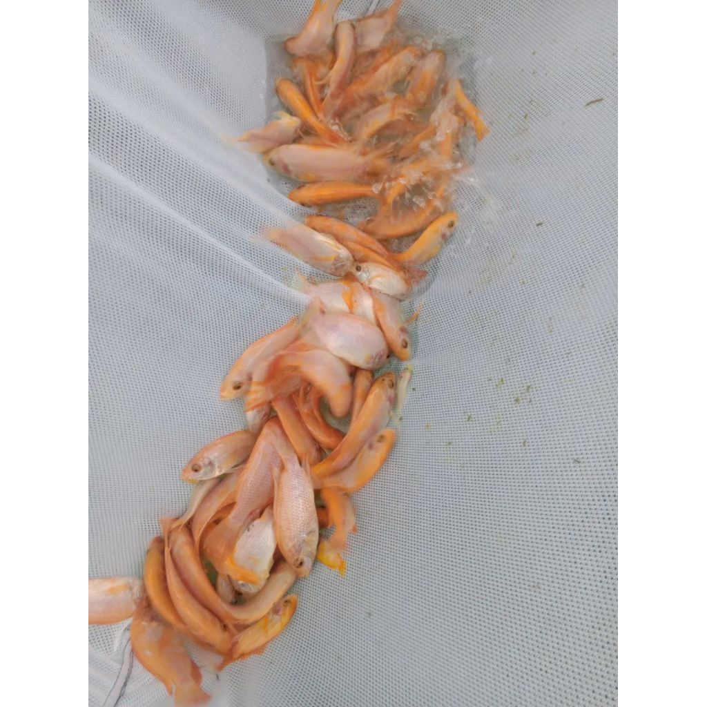 Bibit Ikan Nila Merah 2 Jari