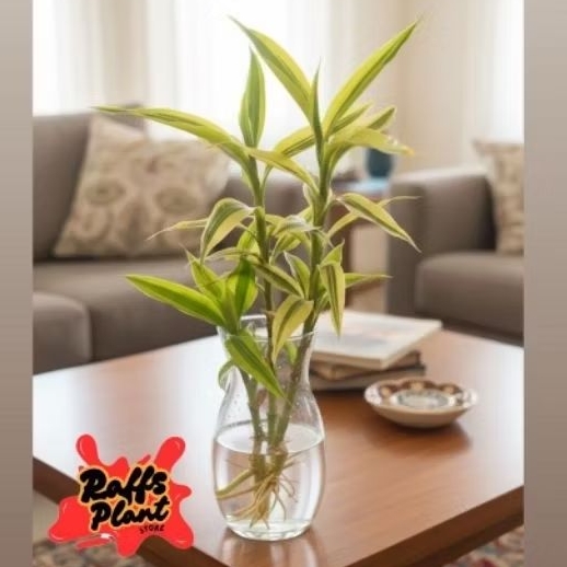 Tanaman media air bambu hoki varigata kuning - tanaman bambu hoki varigata kuning - bambu hoki sri r