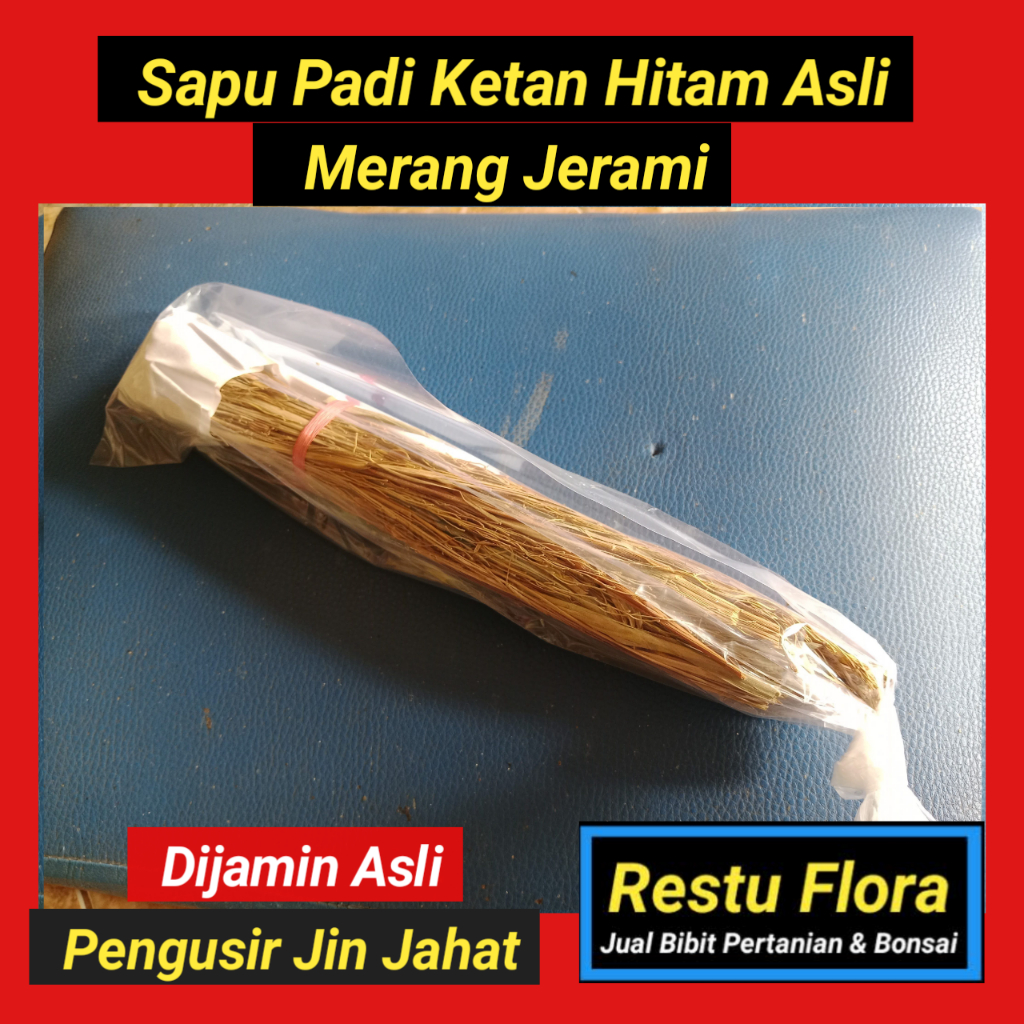 Sapu Ketan Hitam 100% Asli Jerami Merang Padi Ketan Hitam.