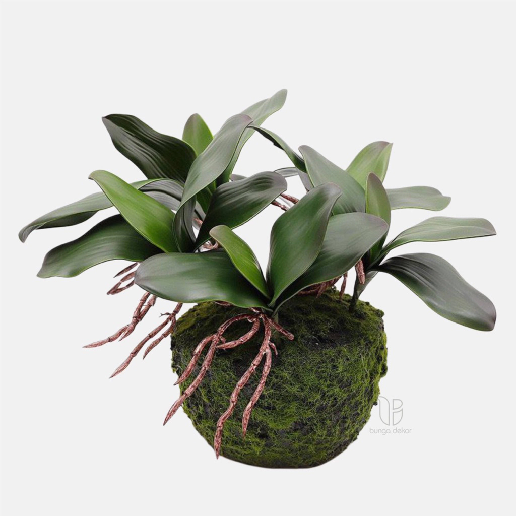Daun Anggrek Latex