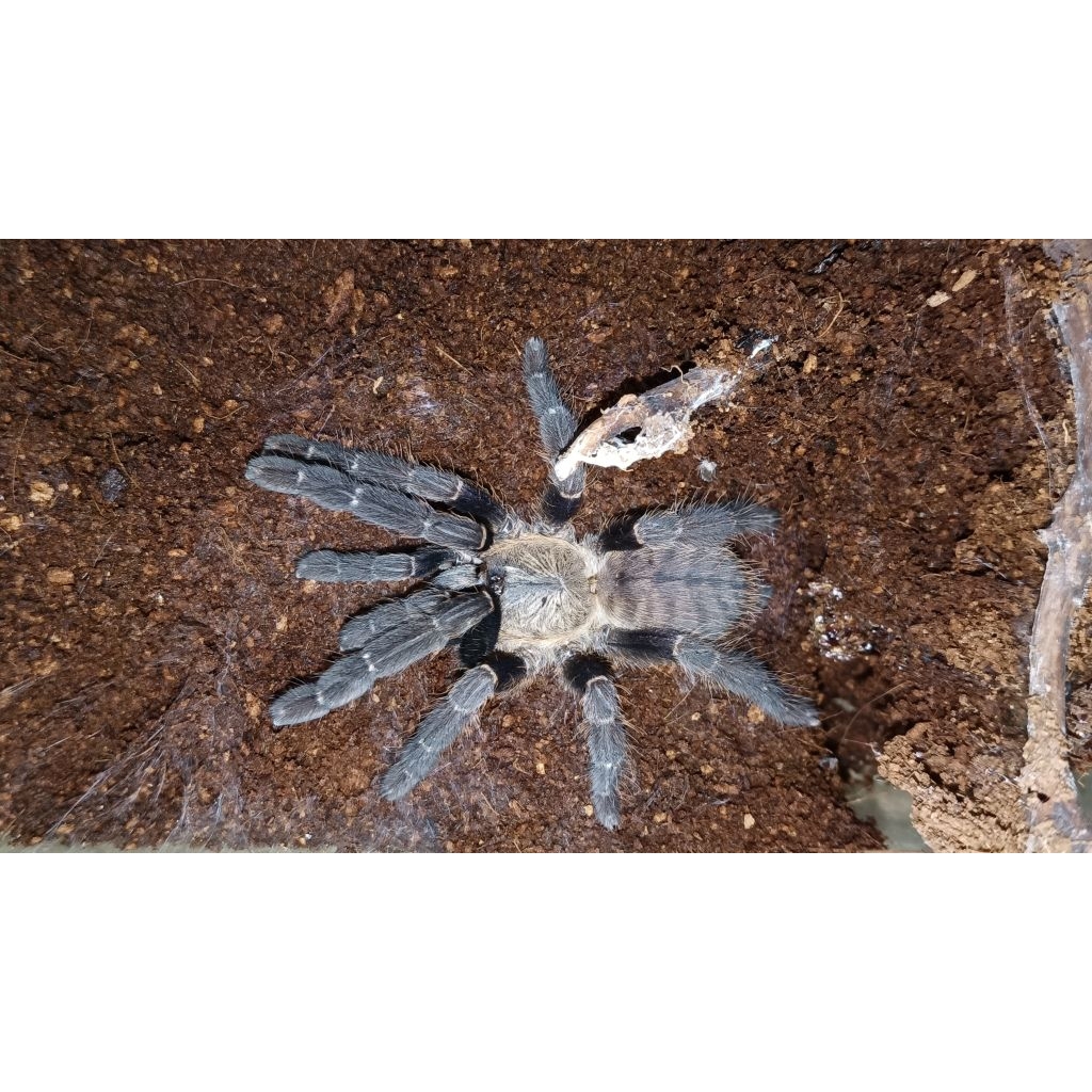 Cyriopagopus SP Hati Hati (FEMALE)