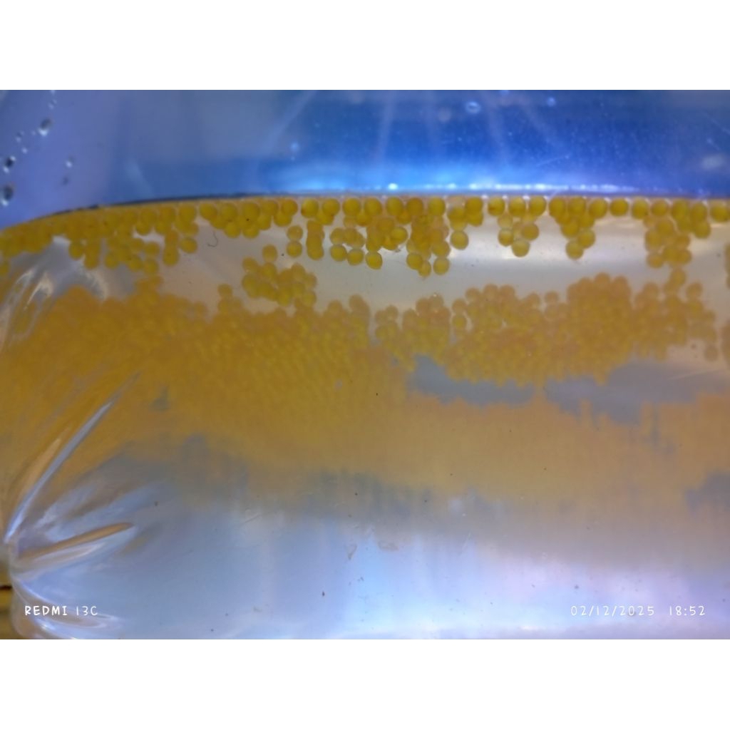 larva gurame padang/albino