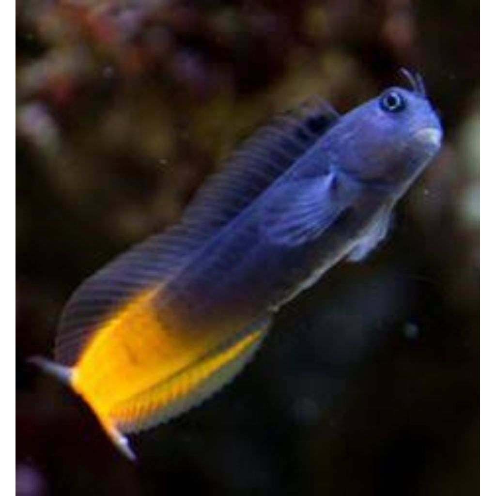 IKAN JABING EKOR KUNING HIASAN AKUARIUM AIR LAUT