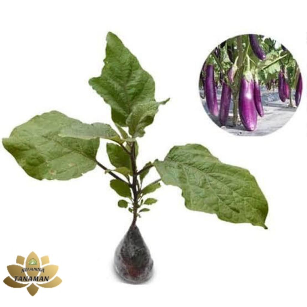 Paket 10 Tanaman Pohon Terong Ungu Panjang Siap Berbuah/Pohon Terong Ungu Siap Tanam