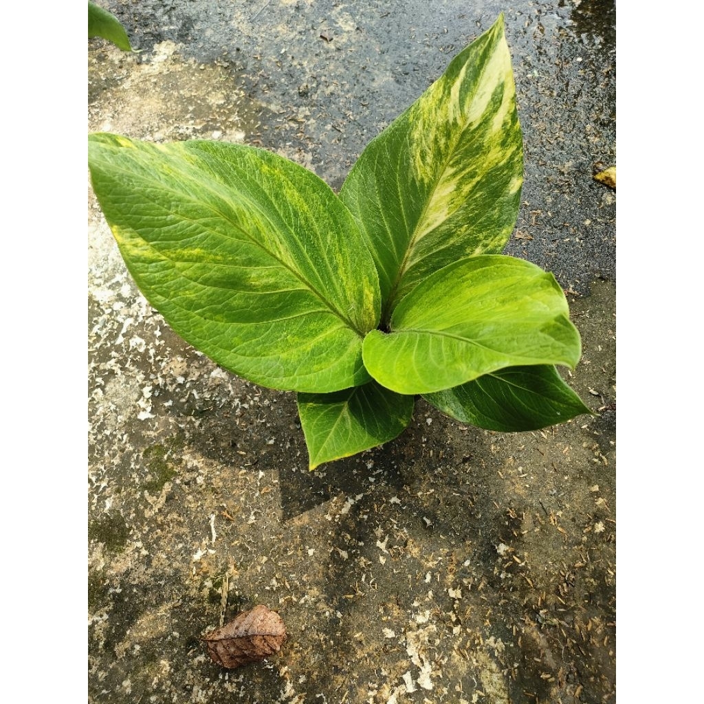 anthurium cobra catalog varigata (CC)