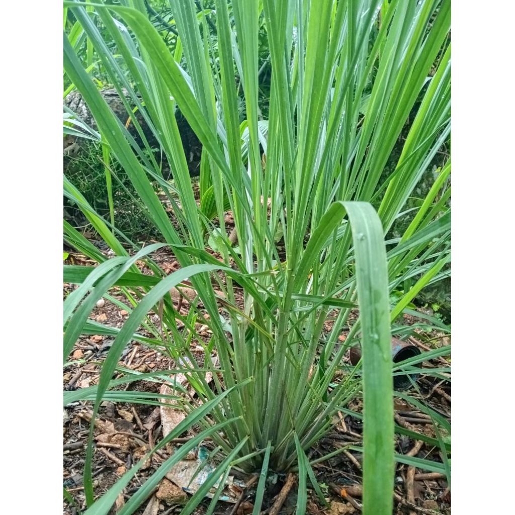 bibit serai putih/serai dapur