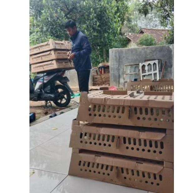 DOC BROILER/BIBIT AYAM PEDAGING