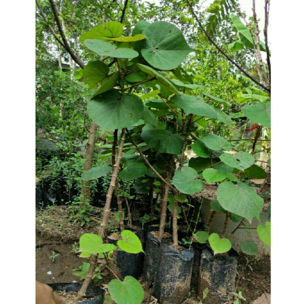 bibit bonsai waru taiwan