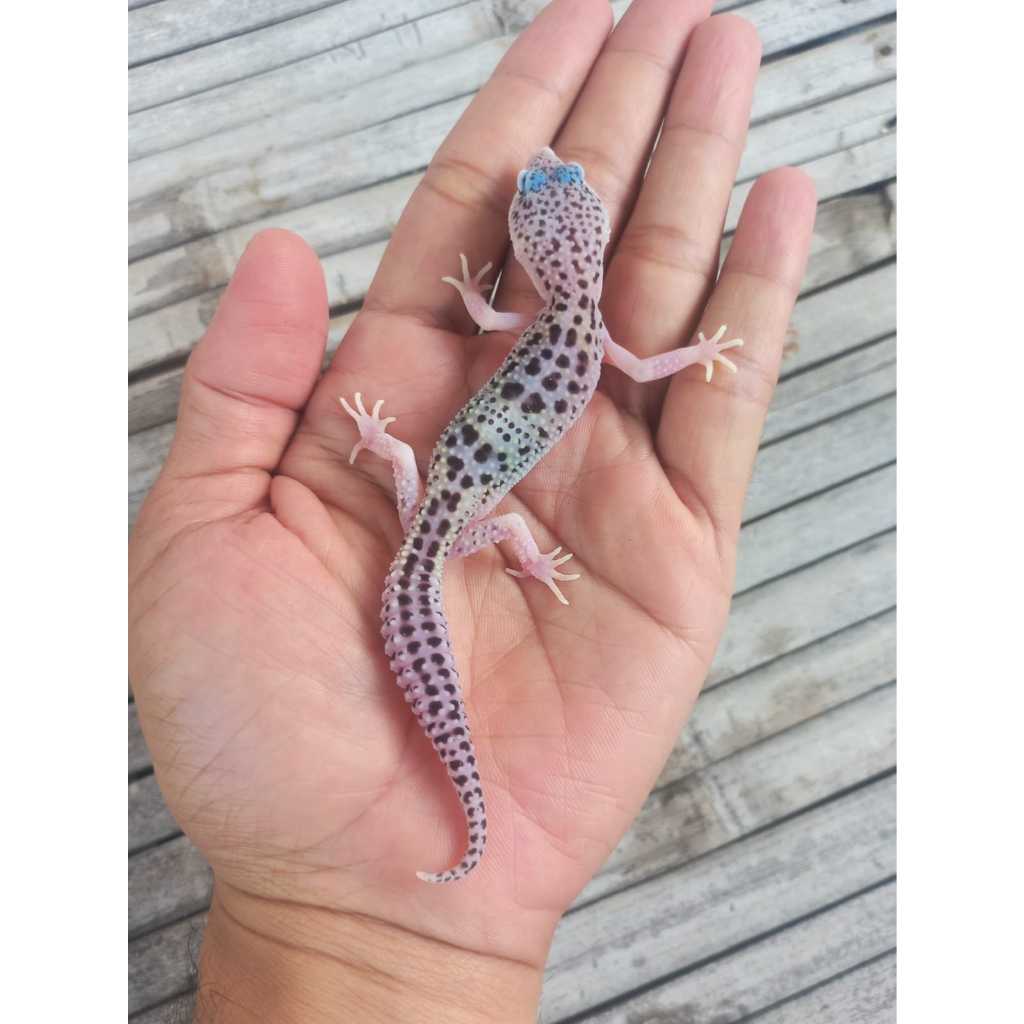 MAINAN GECKO MACKSNOW ECLIPSE