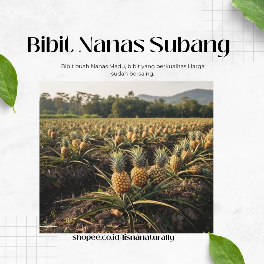 BIBIT NANAS MADU SUBANG BIBIT NANAS YANG BERKUALITAS CEPAT PANEN